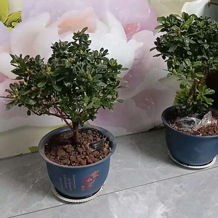 春夏秋冬