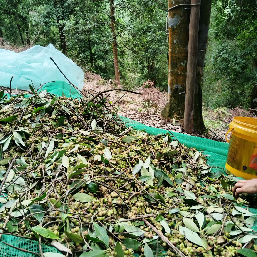 红灯下的玫瑰。