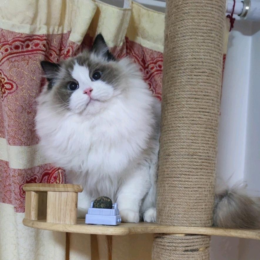 ☞月亮宠物猫（繁育人）🐱😽🌈🌈