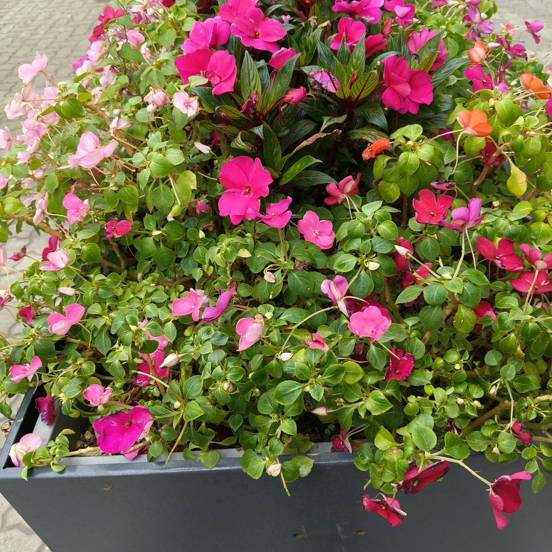 💜天💛？涯💙？♥️