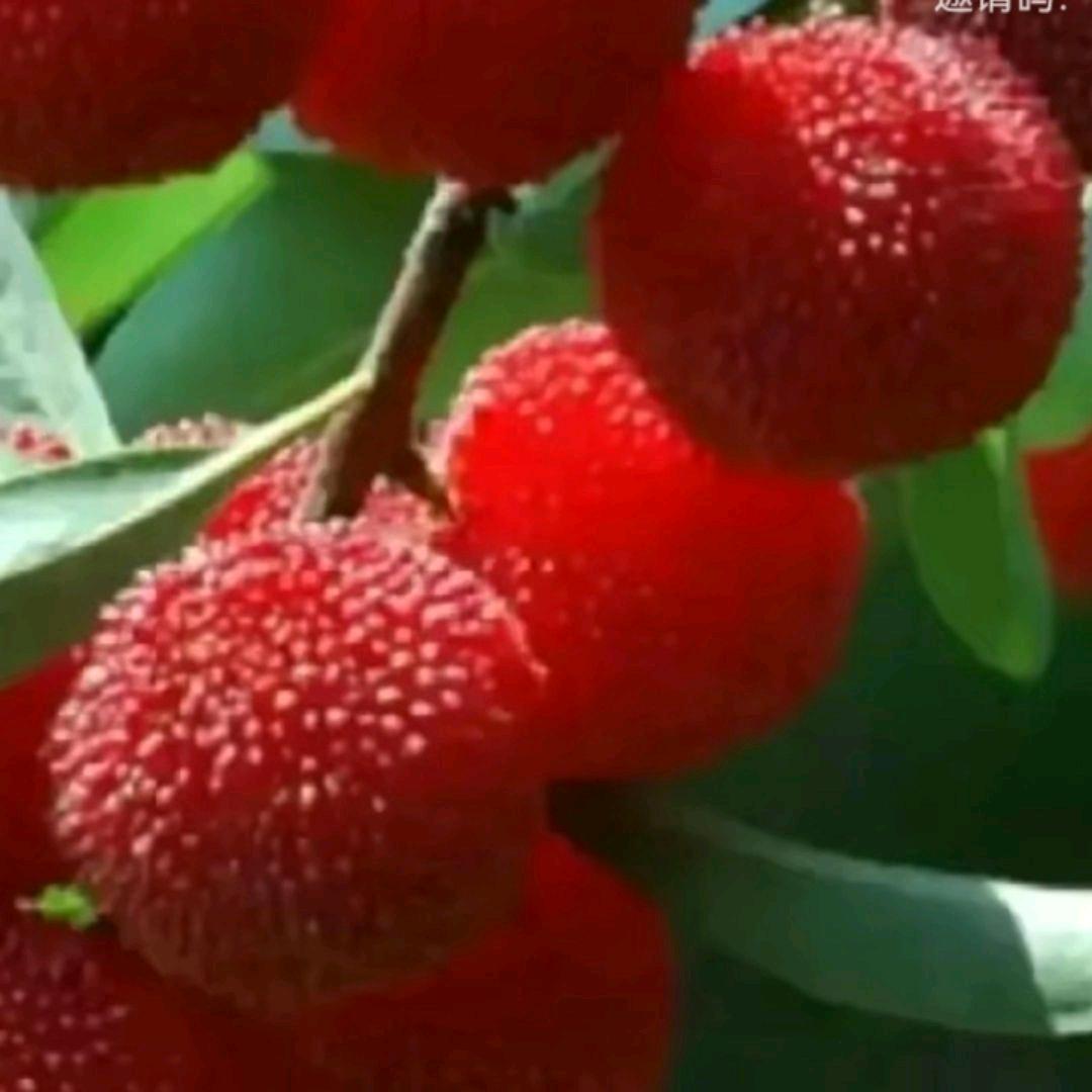 传奇小哥