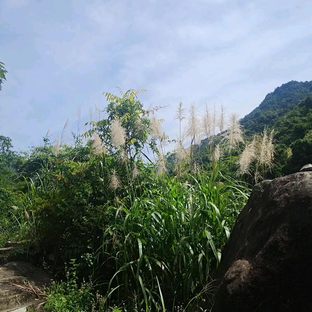 李