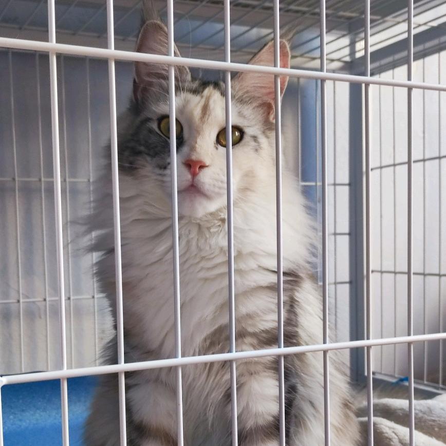 高小喵🌸喵（小助理）