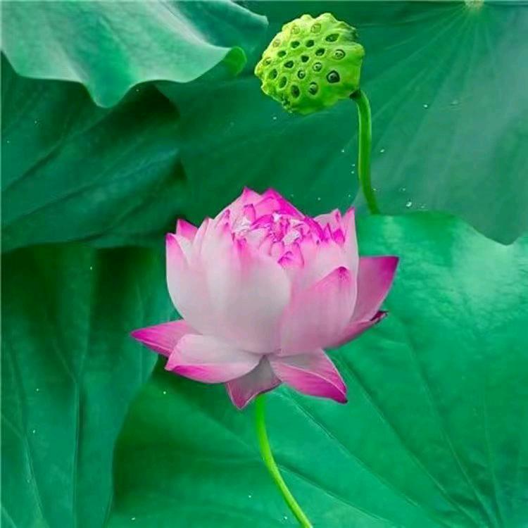 随缘@