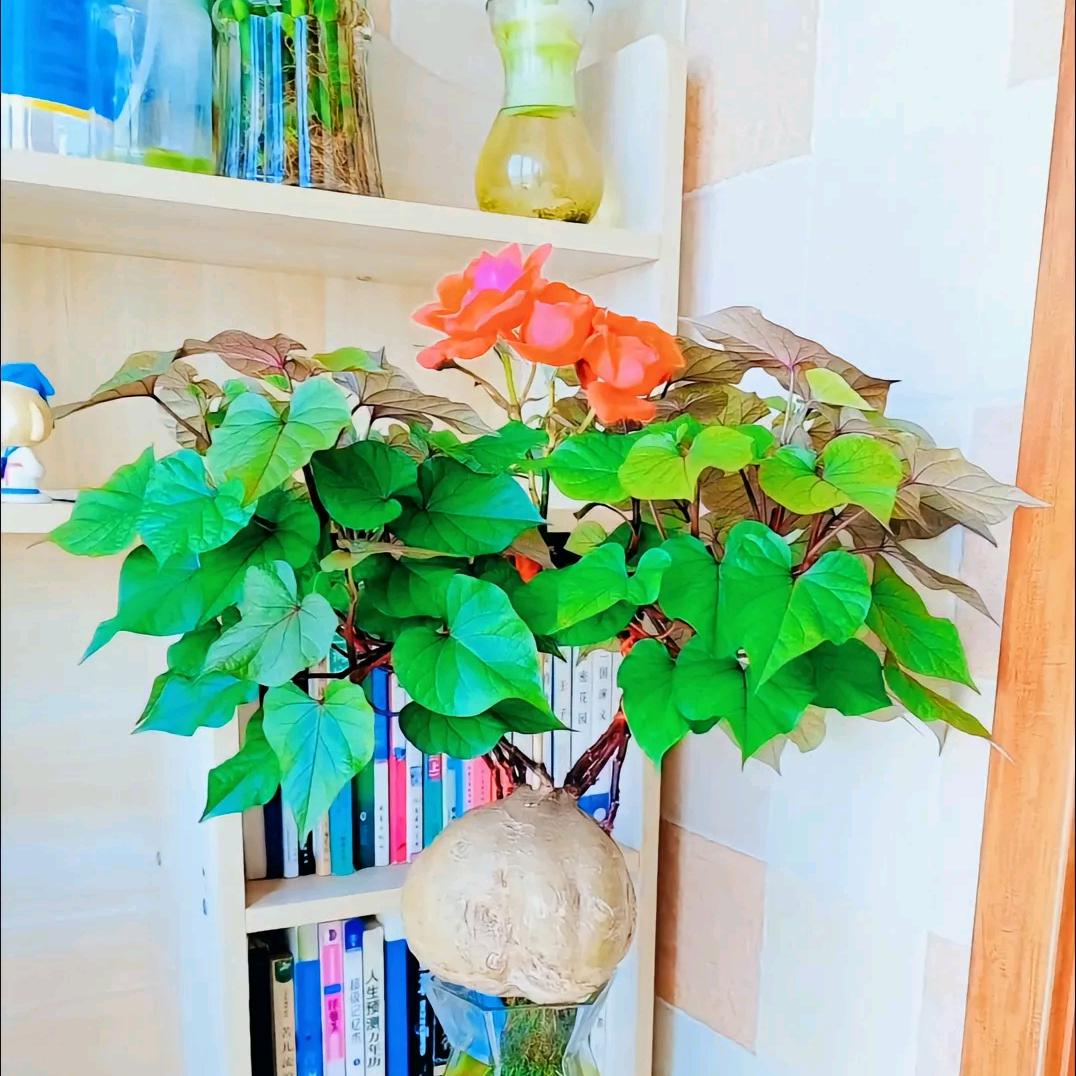 小潘