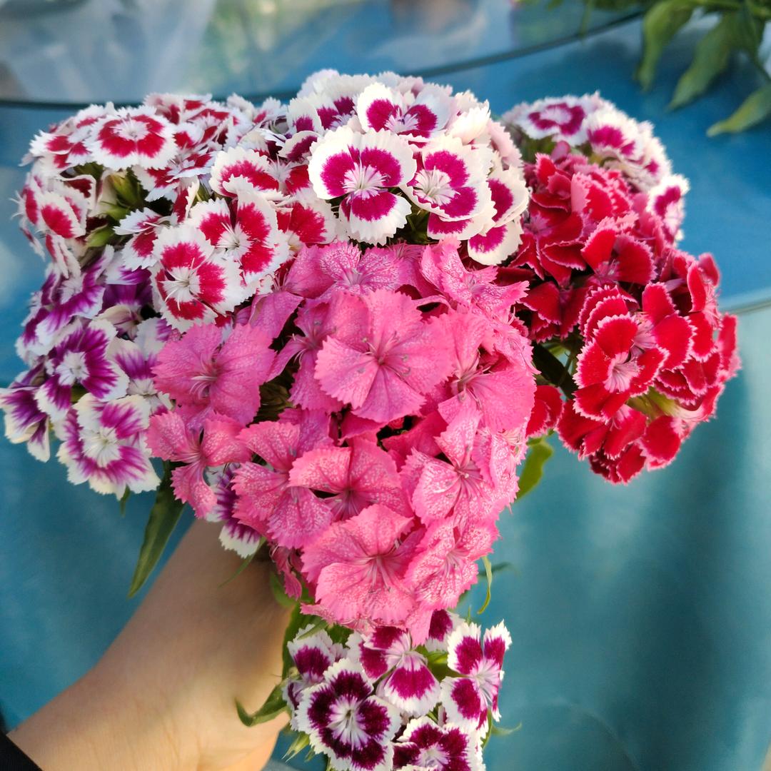 美丽的花朵<<拒绝私聊>>