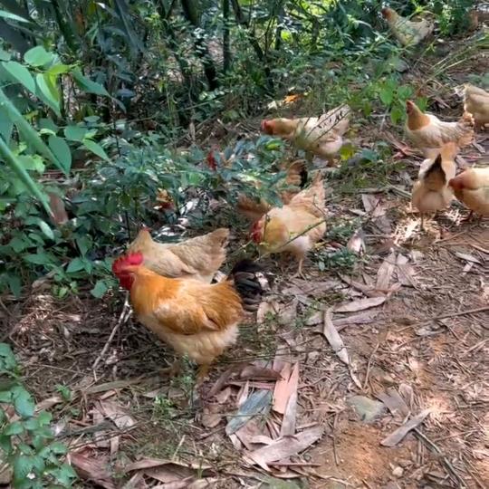 竹林虫草散养鸡