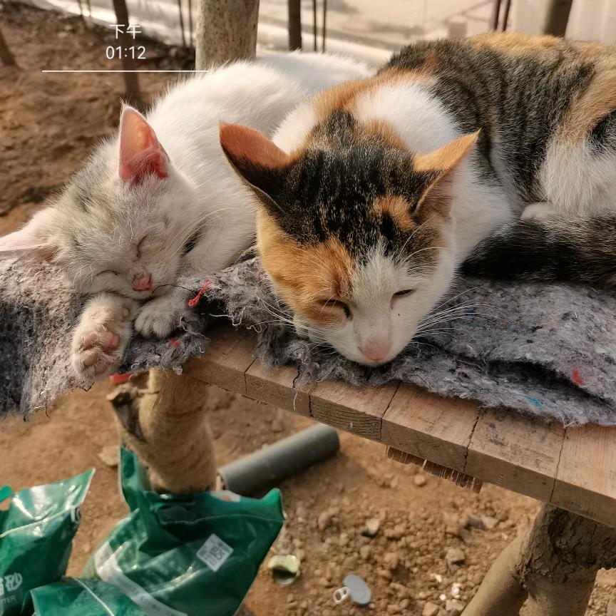 可爱猫咪小院