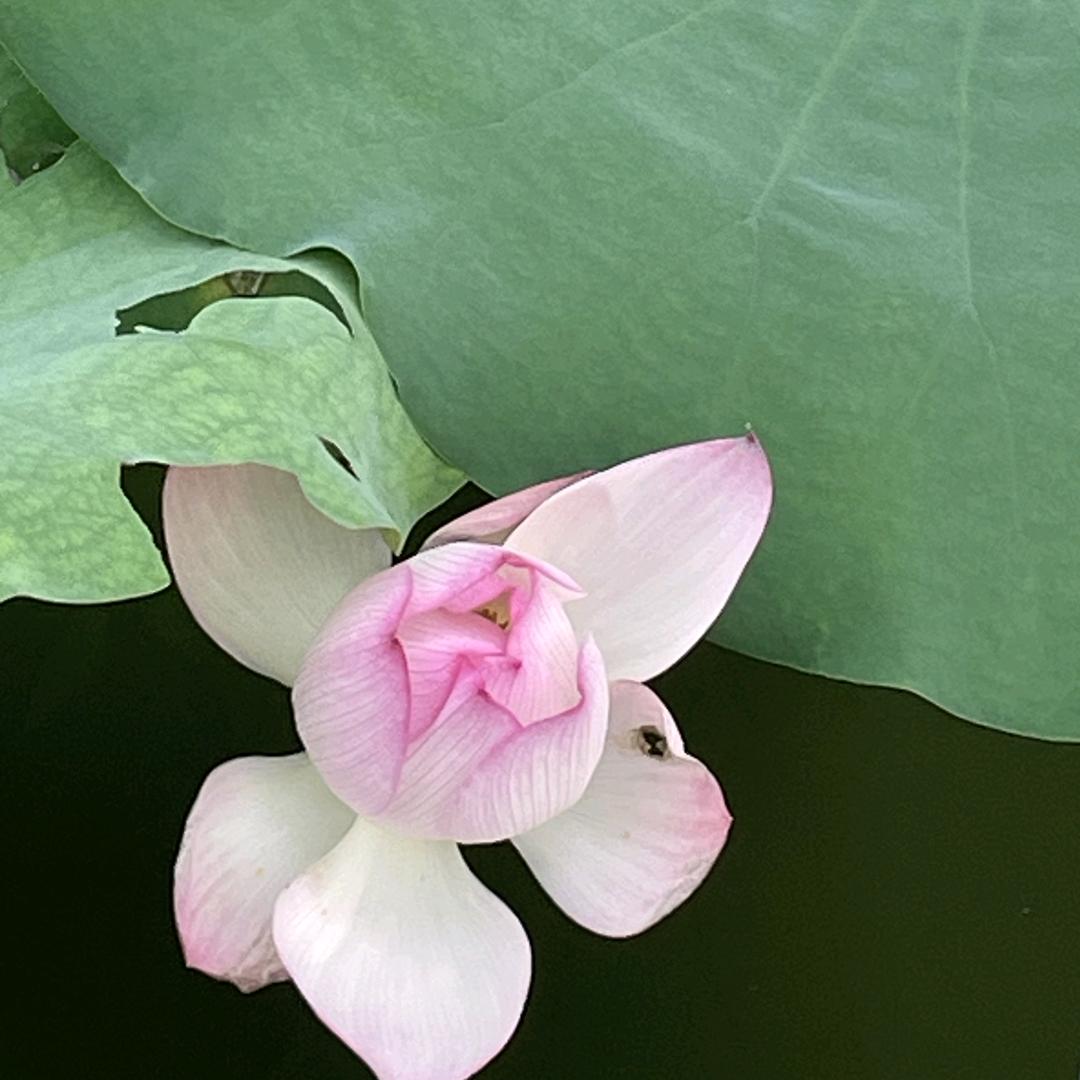 丝韵悠悠
