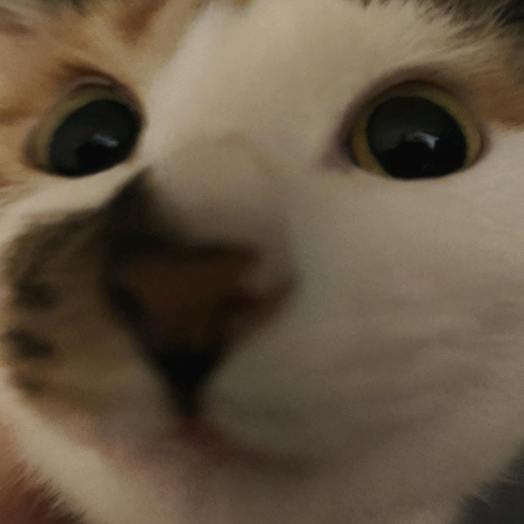 长腿的板凳