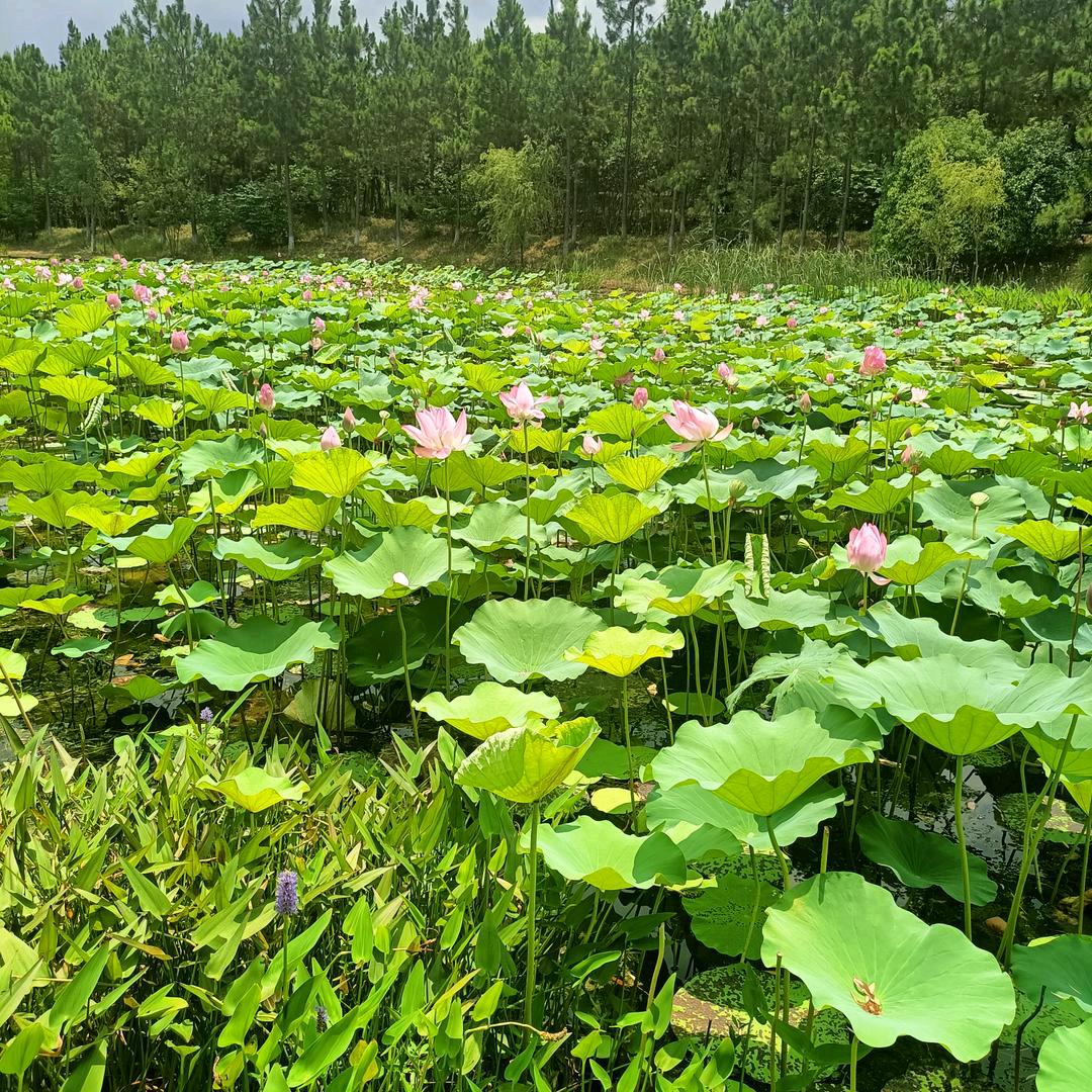 王小不