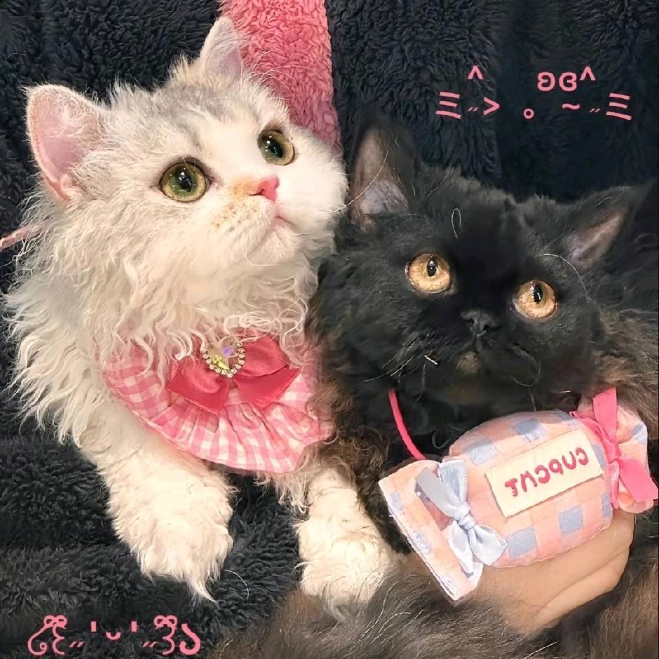菀 婉（接🥚中）