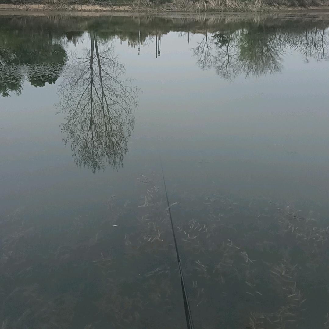 小老花