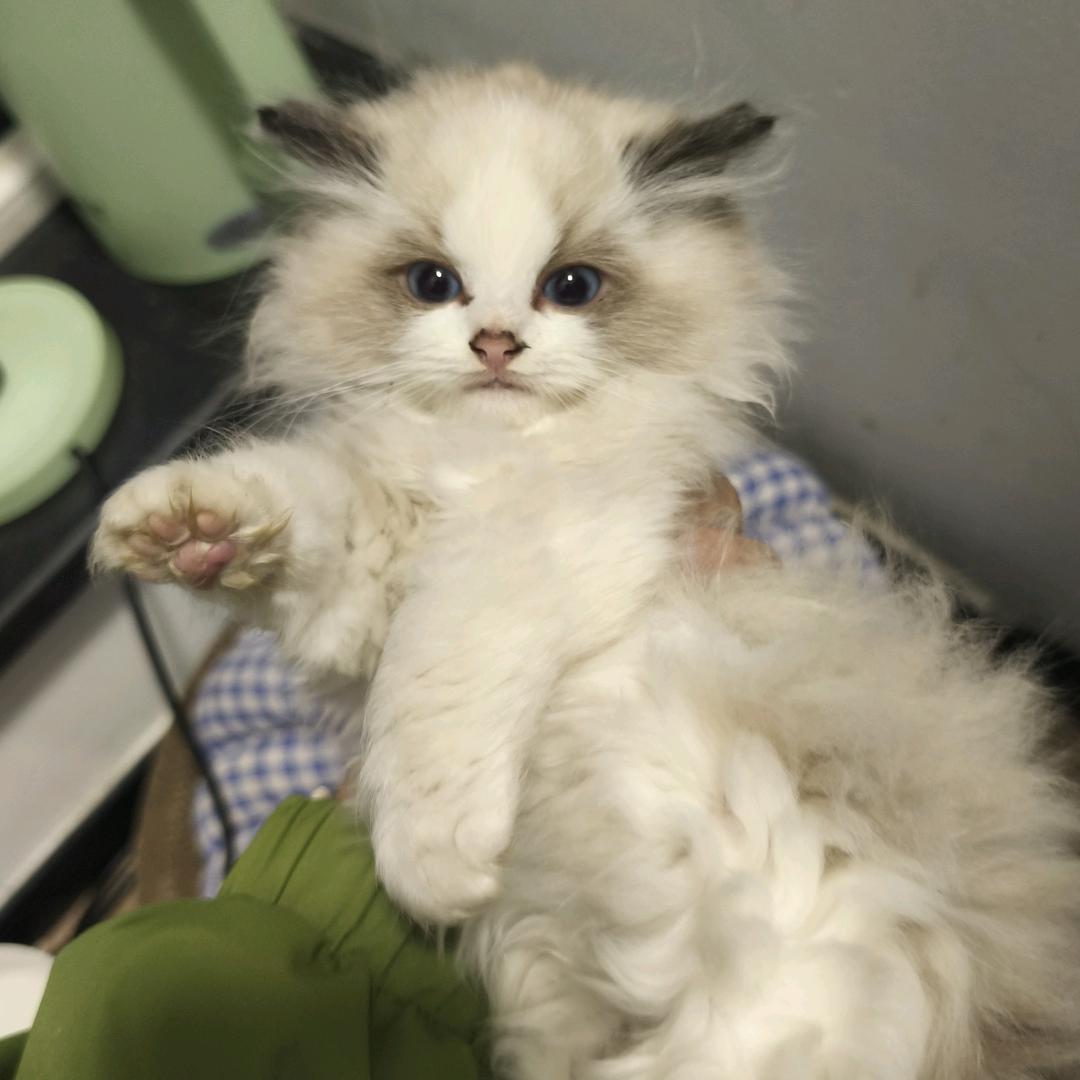 小菠萝咒^