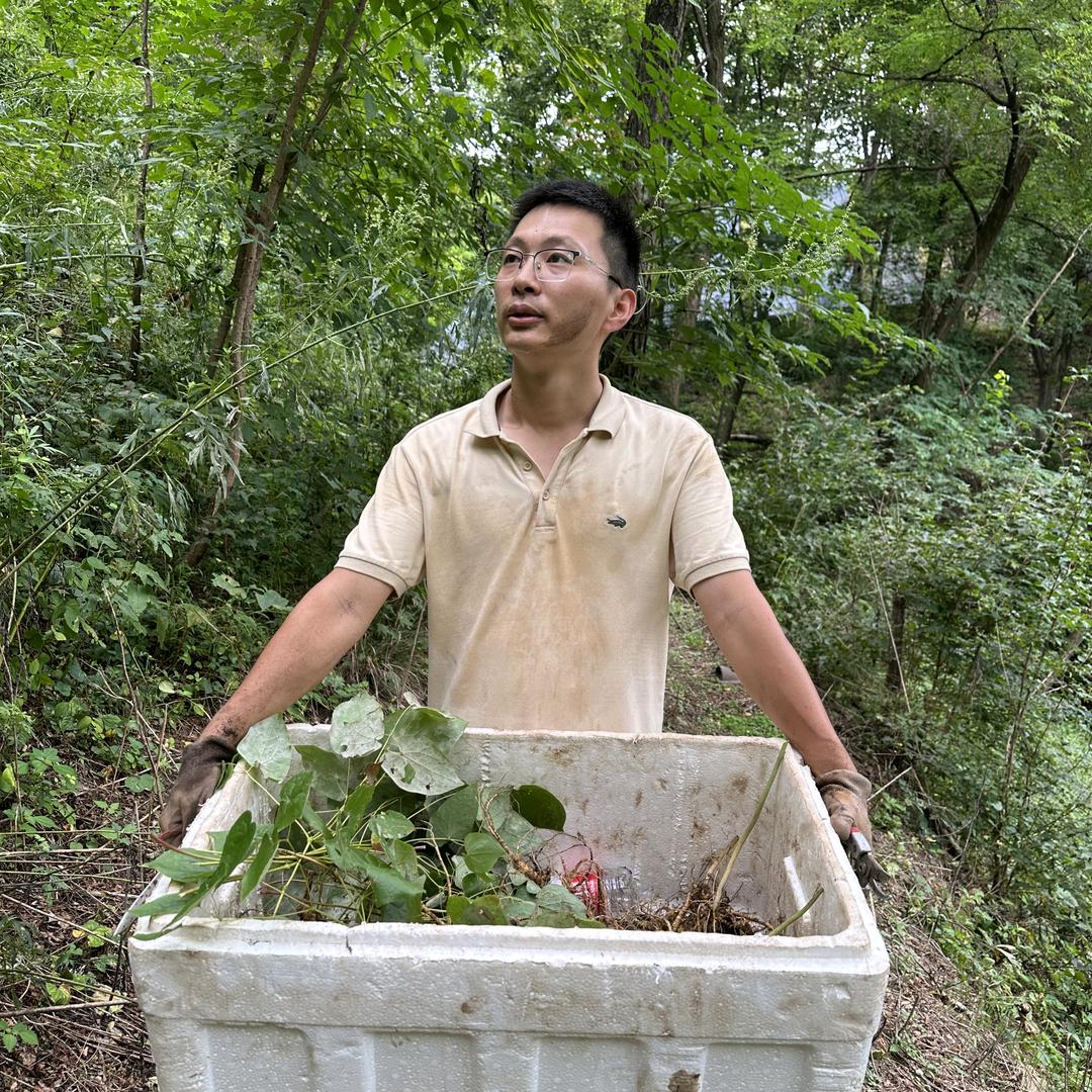 鲍小弟林下参