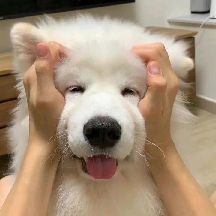 芒果不加冰