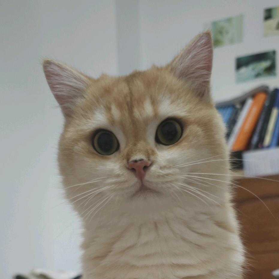 不吃香菜不吃葱