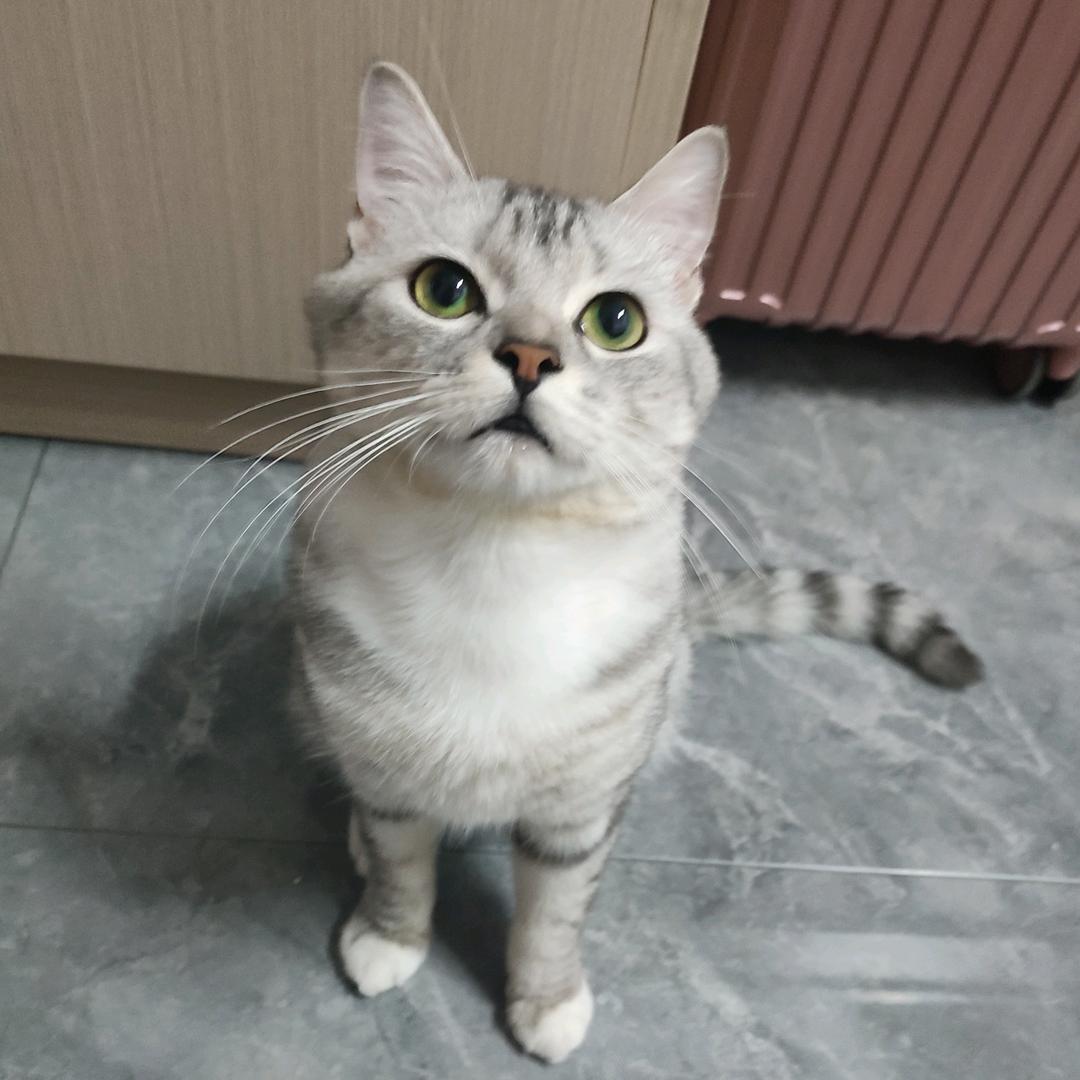 哆哆是只狗