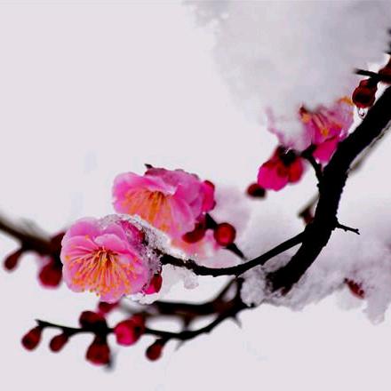 雪梅