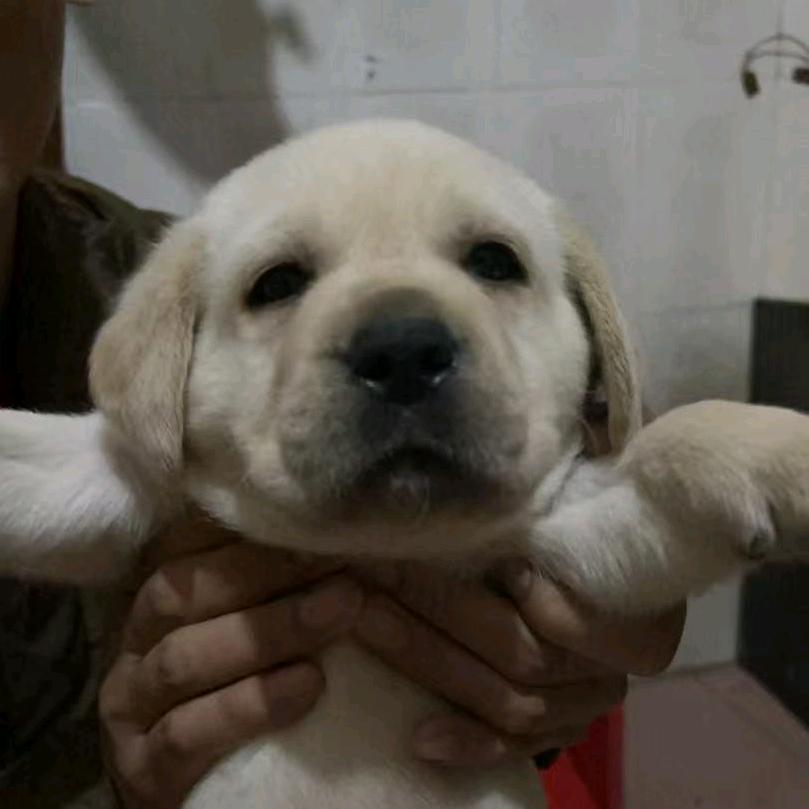 🦮拉布拉多🦮"多多"成长记