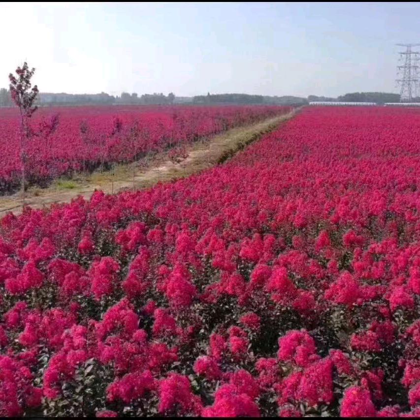 一生平安