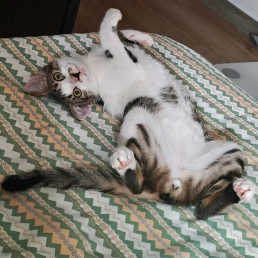 猫咪乐乐成长日记