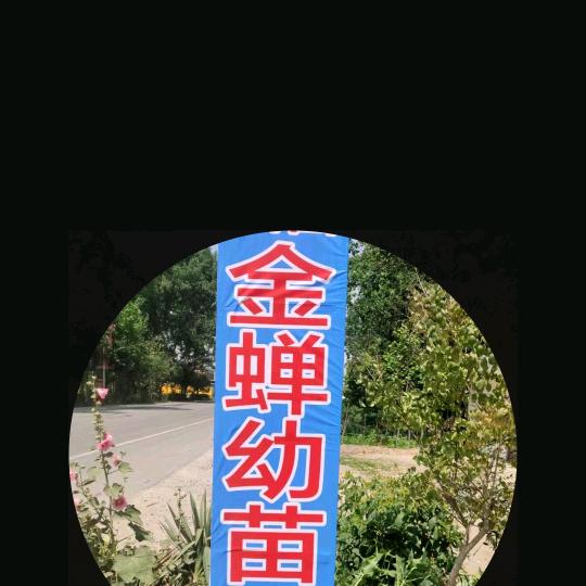 金蝉老李