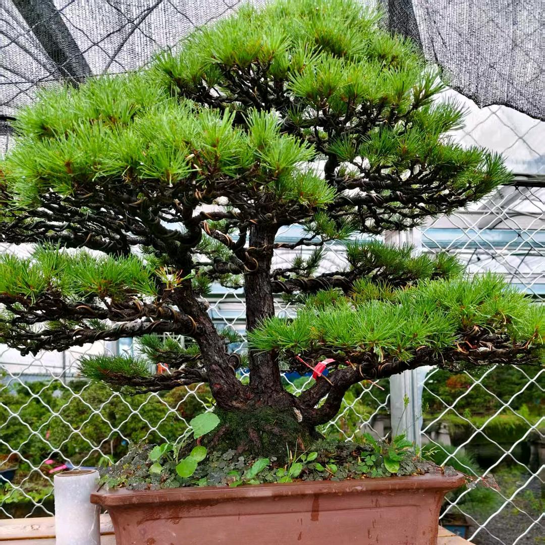 醒悟