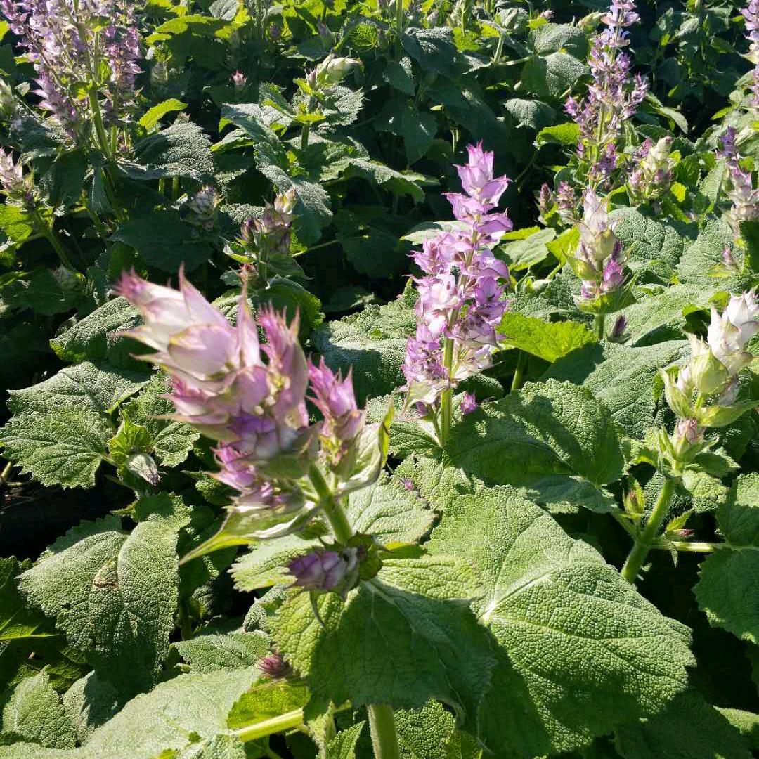岩石小草，拒私聊，