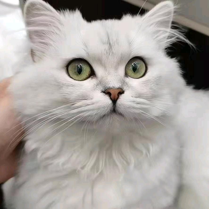 Mr     王⚡王先森
