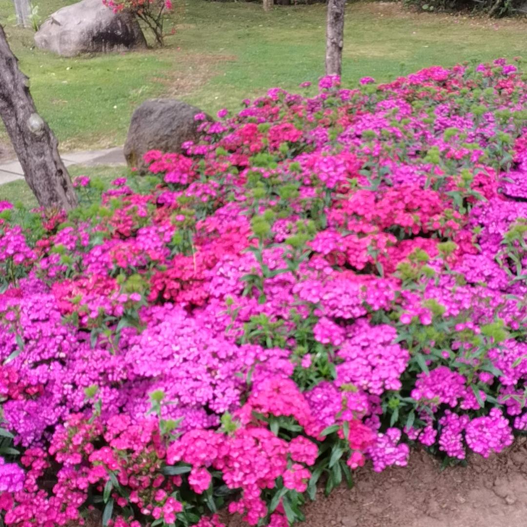 幸福的像花一样（拒聊）