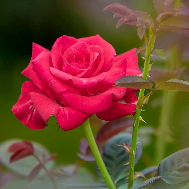 。。带刺的玫瑰