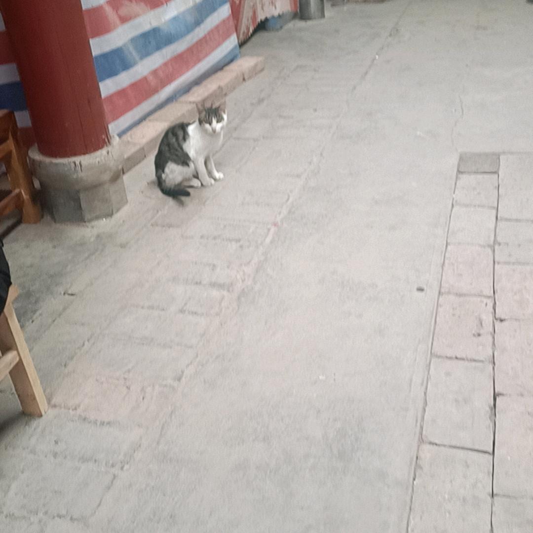 等爱的玫瑰