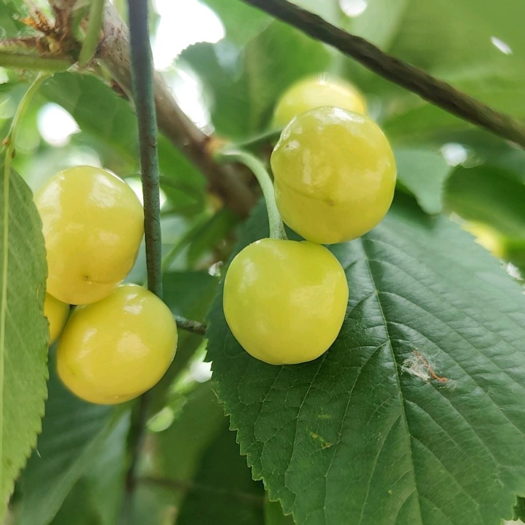 豫贵人（水果批发）