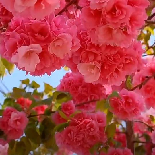 天天开心健康快乐🎉平安喜乐好运常伴🌹