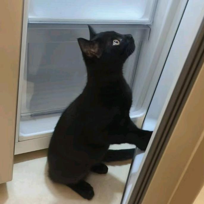 松子是只小黑猫