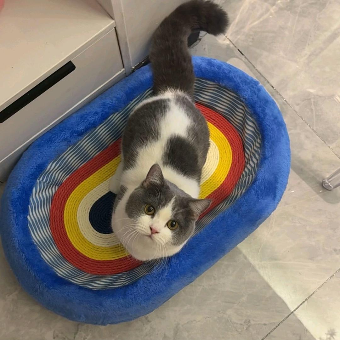 威龙爸爸是接盘侠