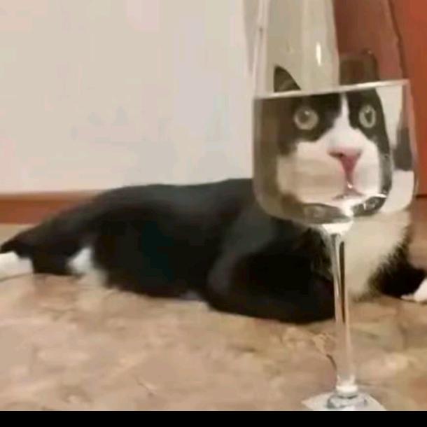 小马不吃草