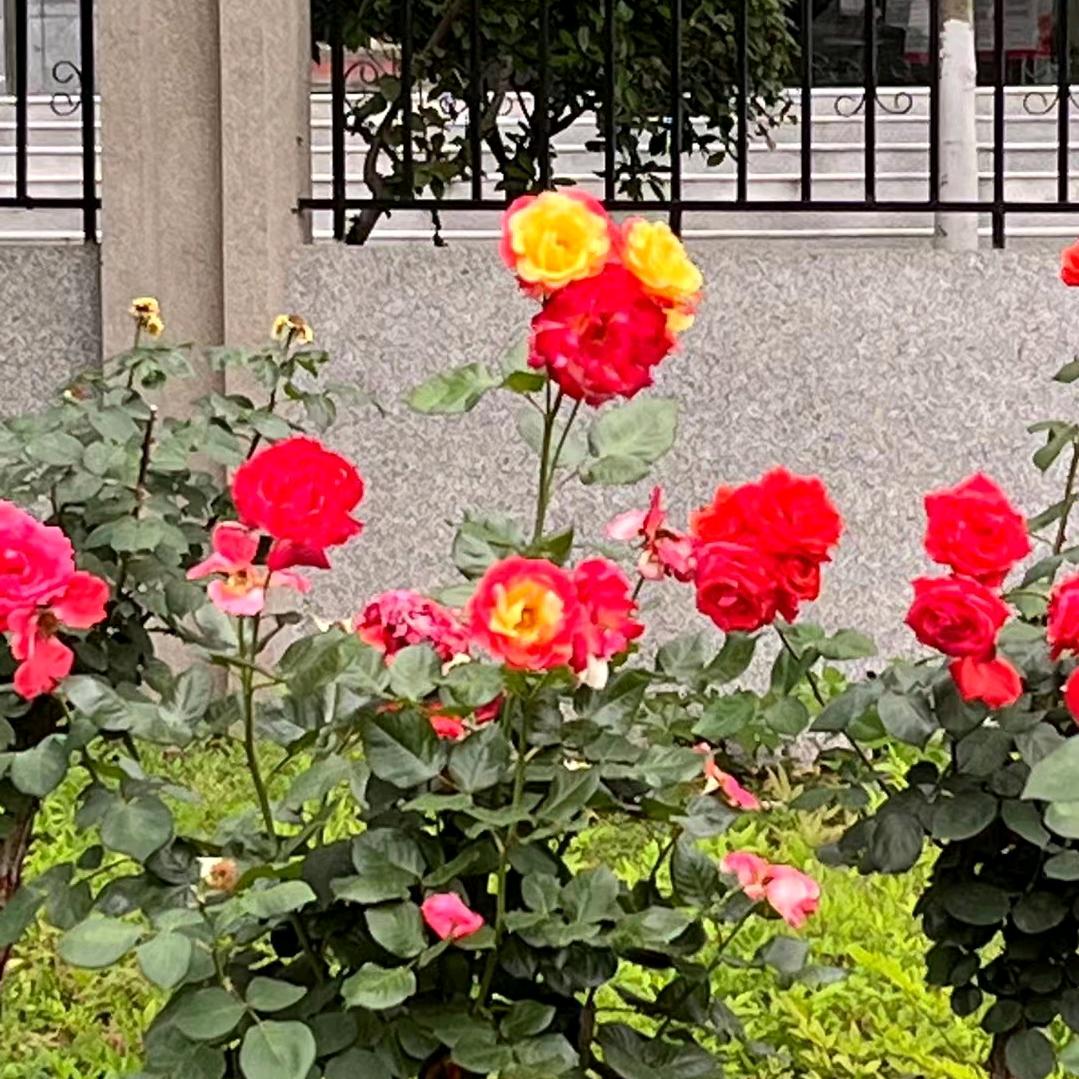 用户85321479668756