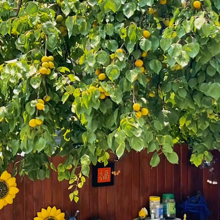 一路阳光 🌻