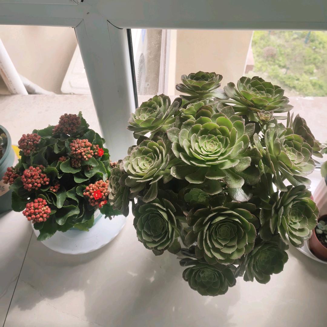 花开富贵666