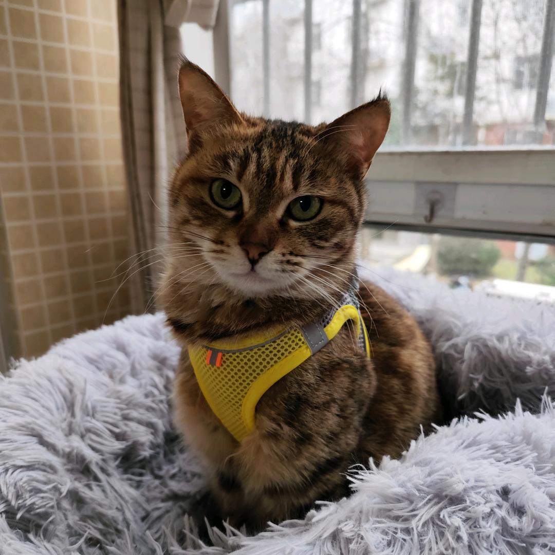 兔兔是只猫