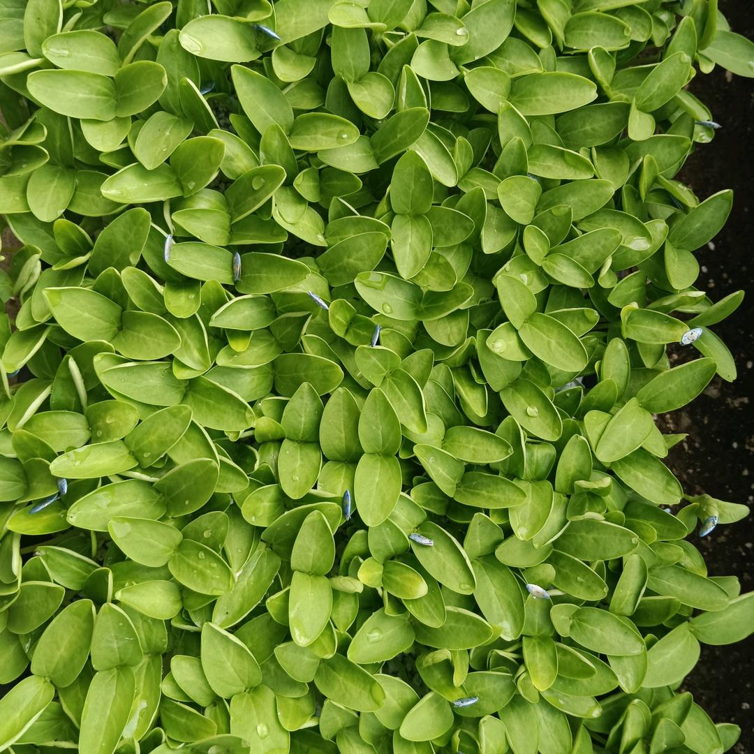 建国种苗（联赢）