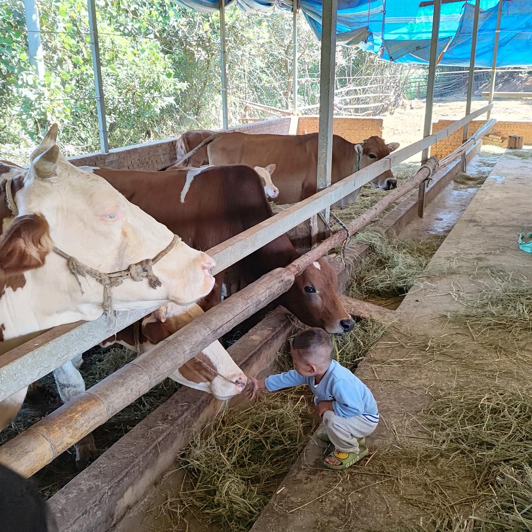 江西上饶万年土牛放养