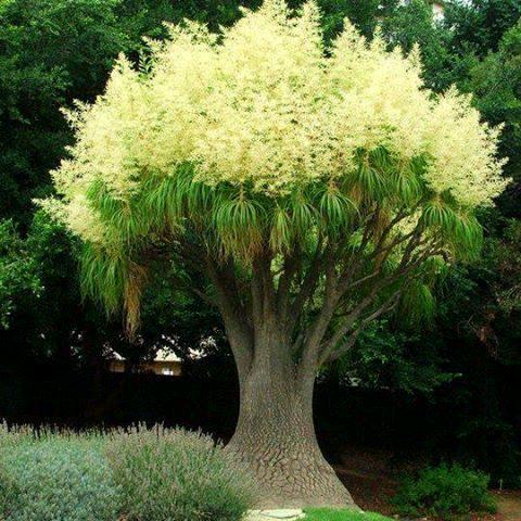🌴🌴金色年华🌴🌴