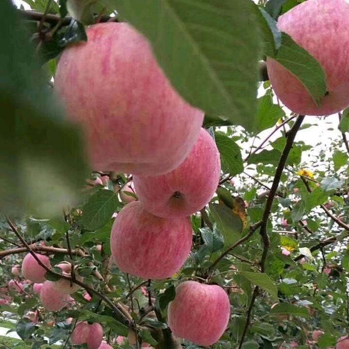 |O5-🐻水果藍子