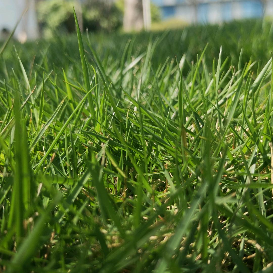 小太阳的太阳花