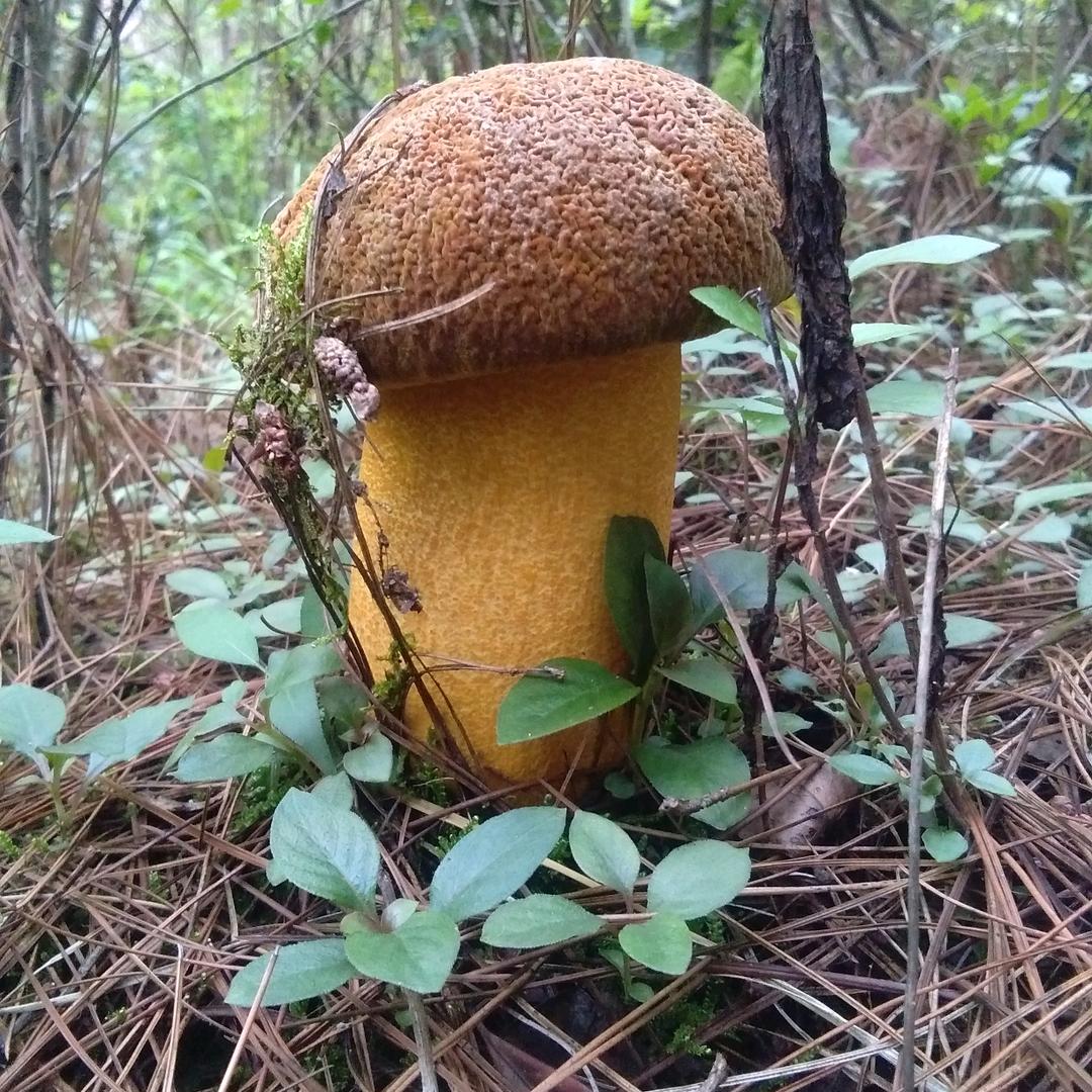 ~李逵～小旋风～