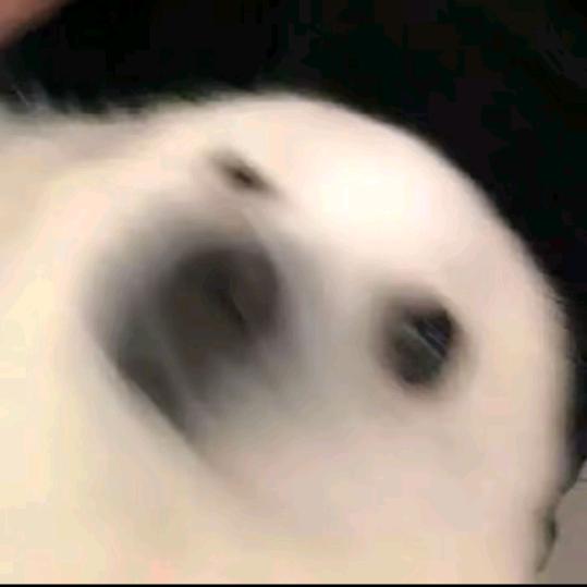 艾陌