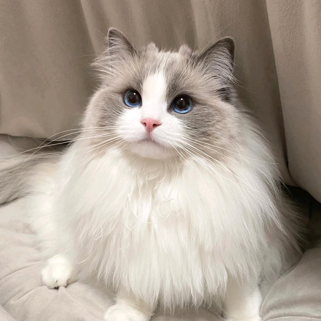 猫猫能有什么错(●'◡'●)